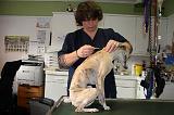 WHIPPET - PIQURE 162